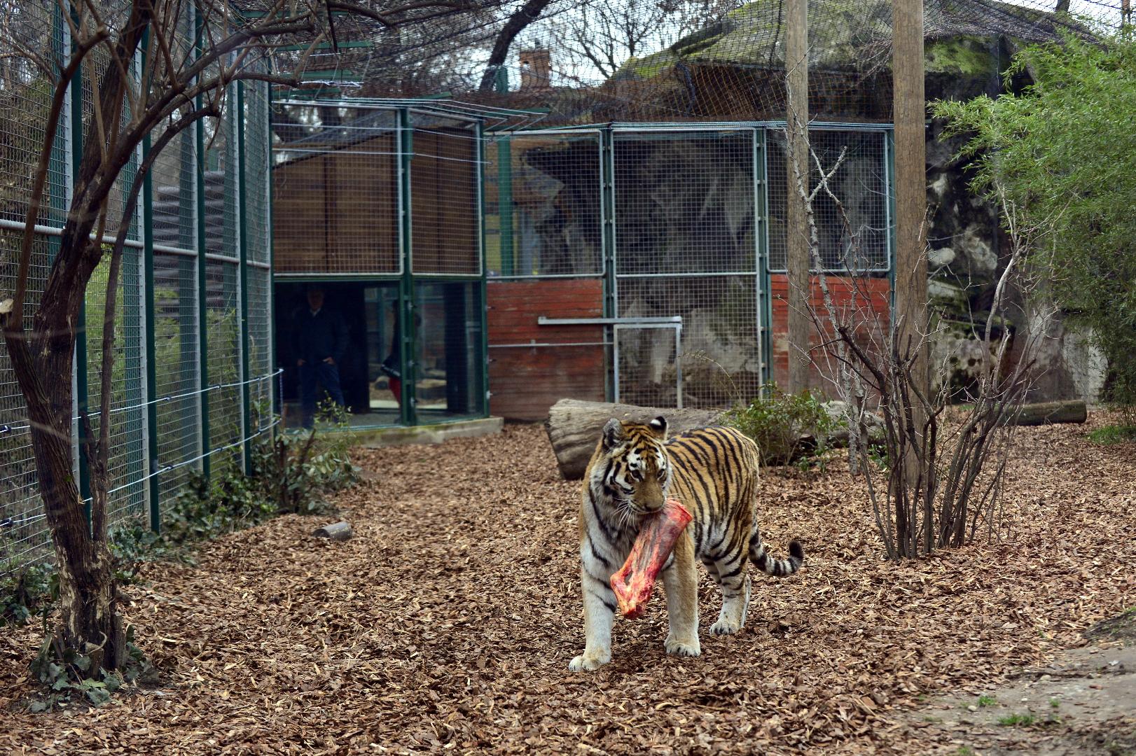 Megújult a leopárdok és tigrisek kifutója az állatkertben