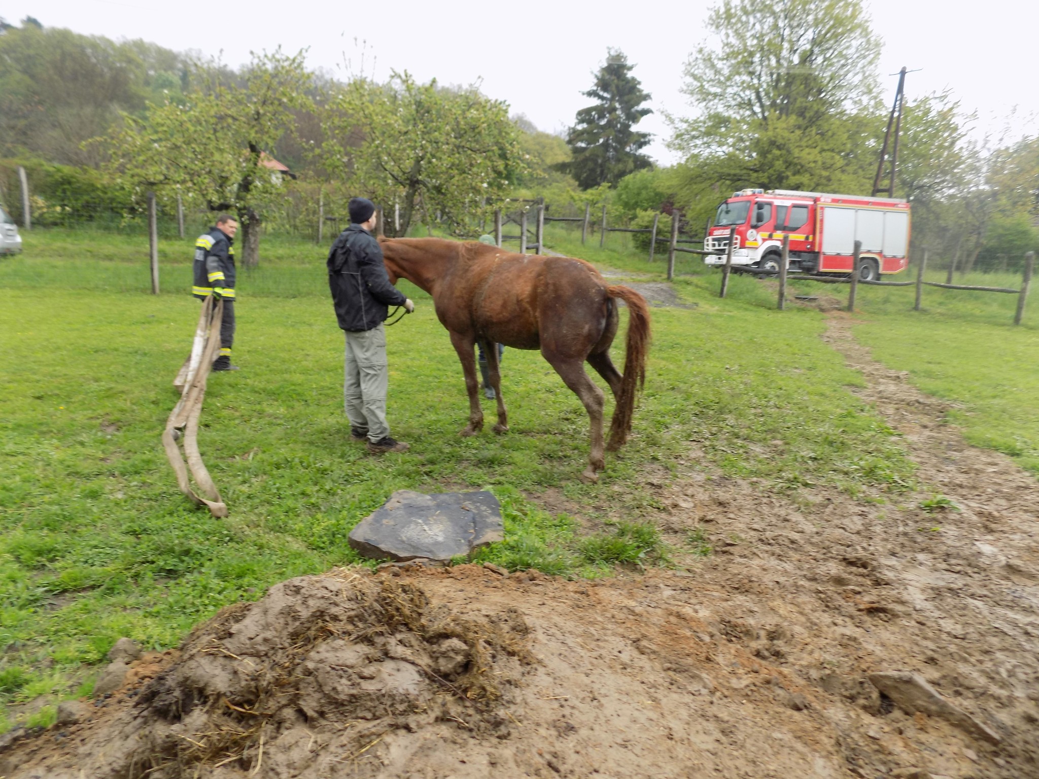 Bajba jutott lóért küzdöttek a tűzoltók Zalában, fotókon a mentőakció