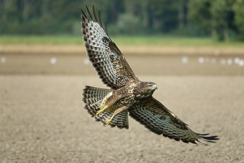 common-buzzard-4502027_1280.jpg