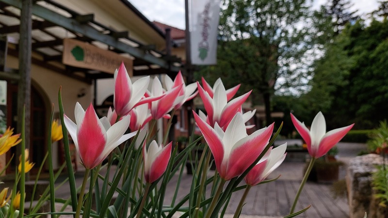 tulipanok_Nemzeti_Botanikus_Kert.jpg