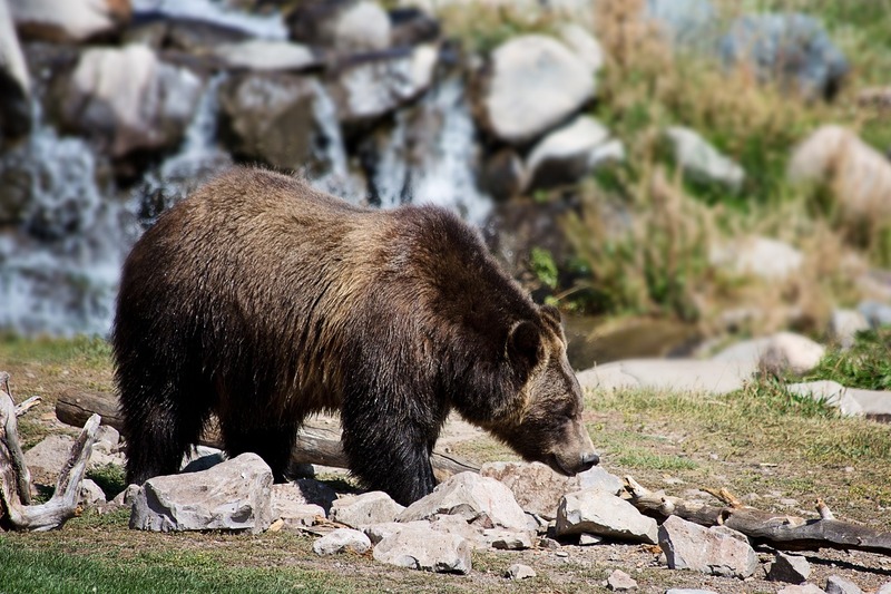 grizzly-bear-gb0036a24a_1280.jpg