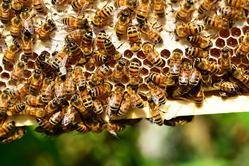 honey-bees-401238_1280.jpg
